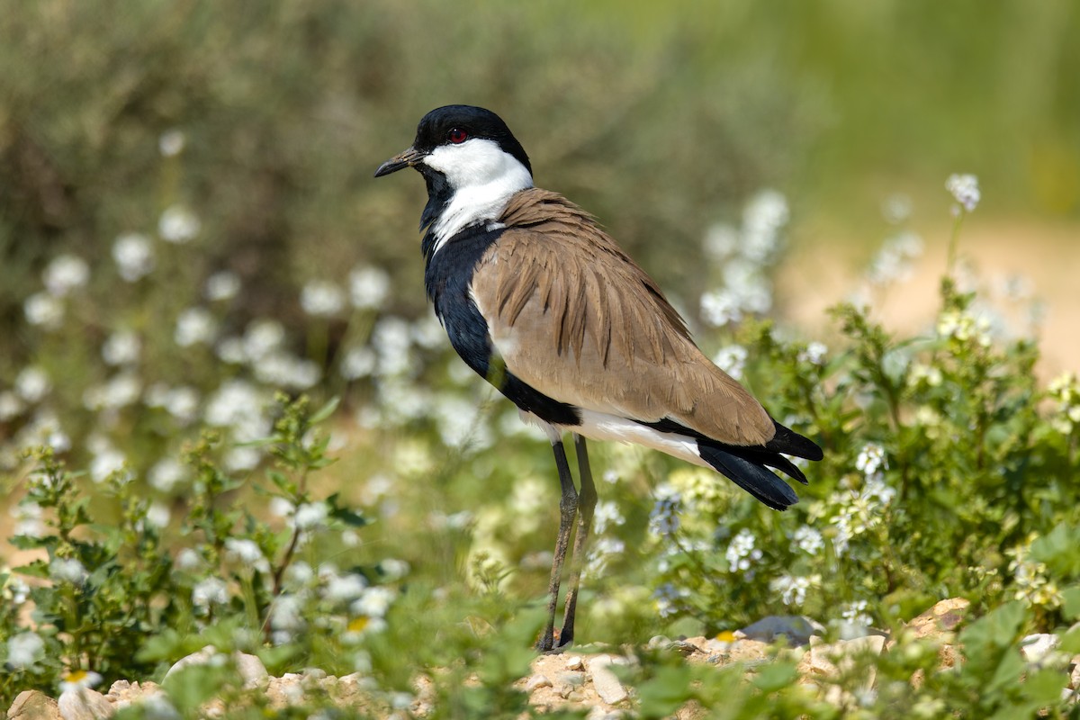 Spur-winged Lapwing - ML561557831