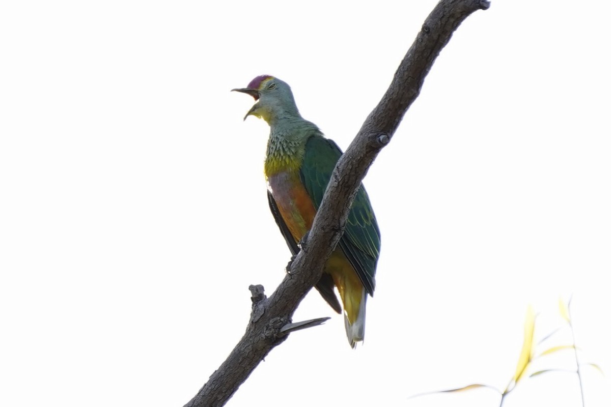 Rose-crowned Fruit-Dove - ML561561691