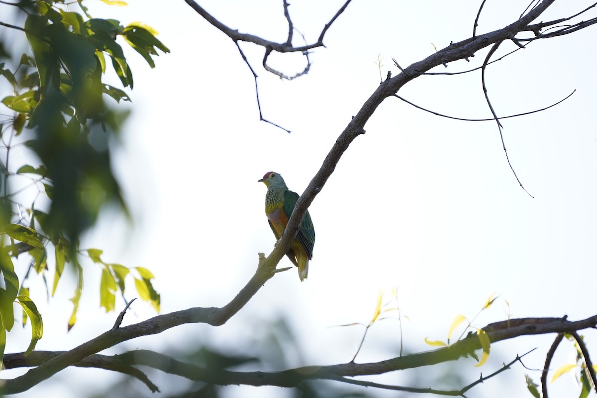 Rose-crowned Fruit-Dove - ML561561701