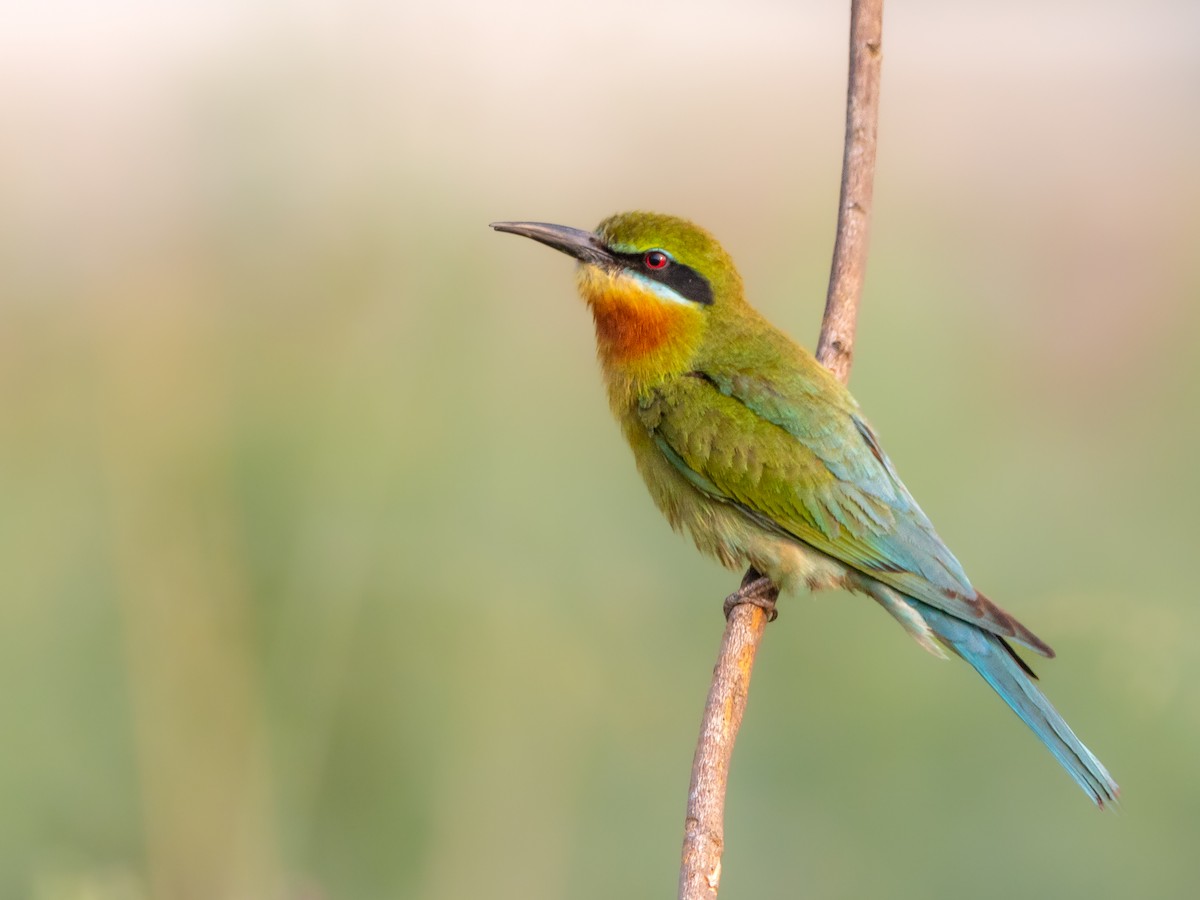Blue-tailed Bee-eater - ML561564001