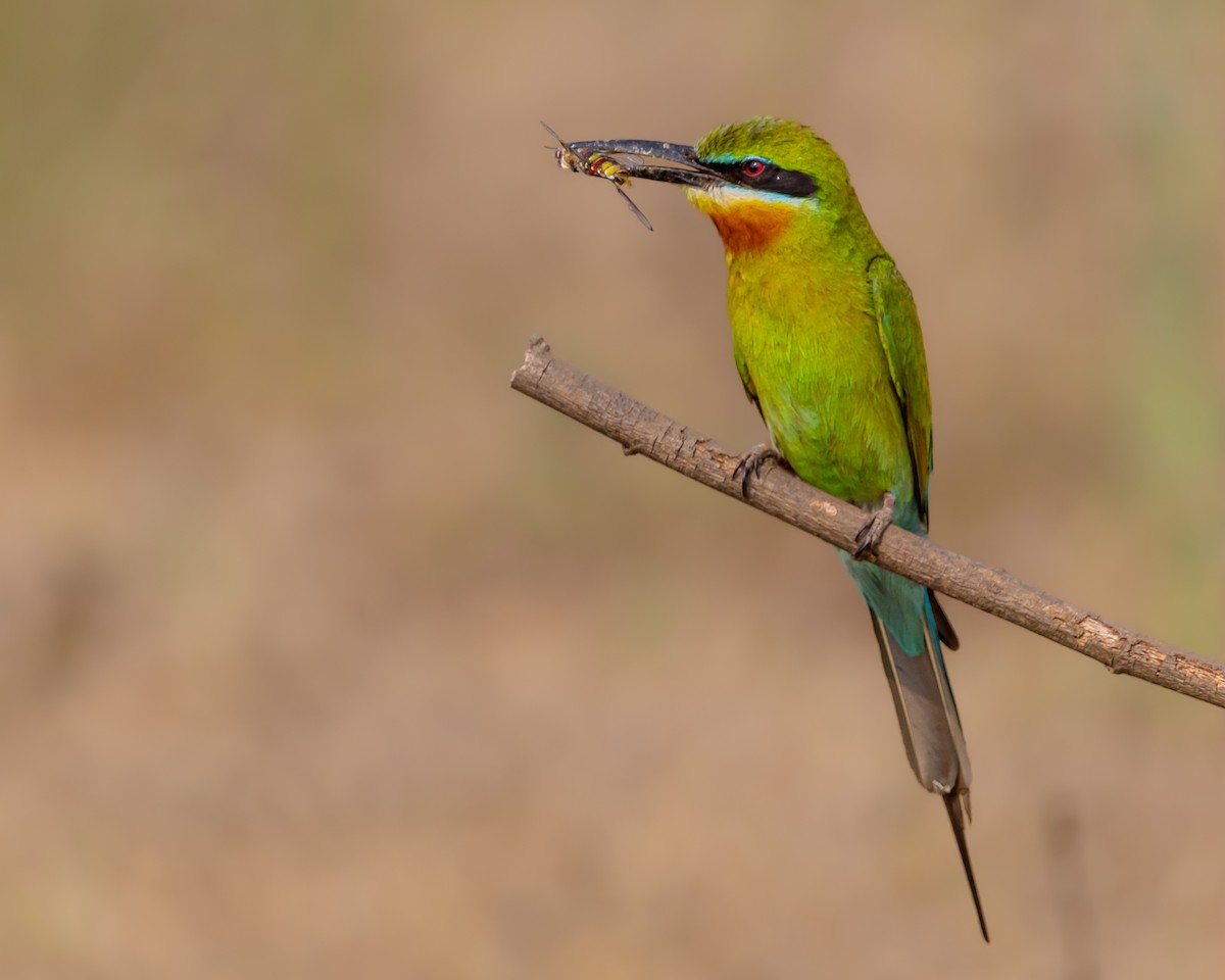 Blue-tailed Bee-eater - ML561564021