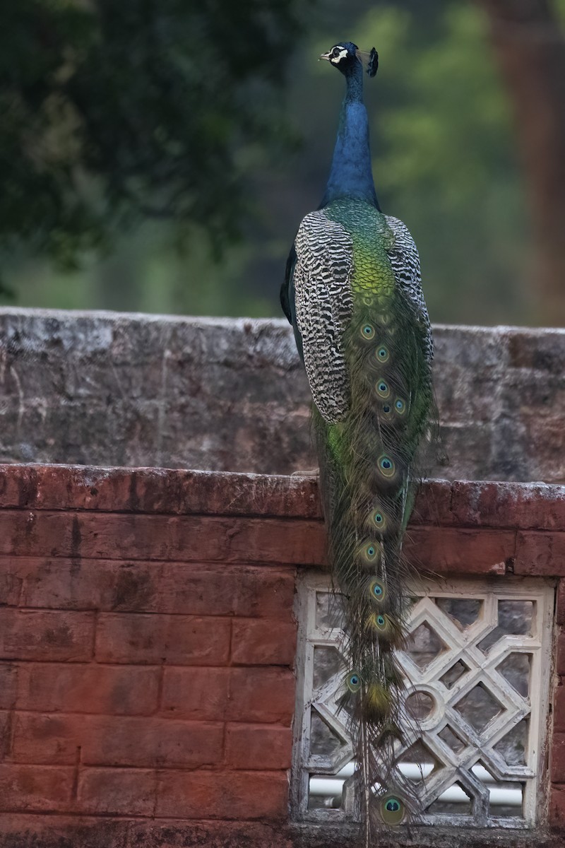 Indian Peafowl - ML561571631