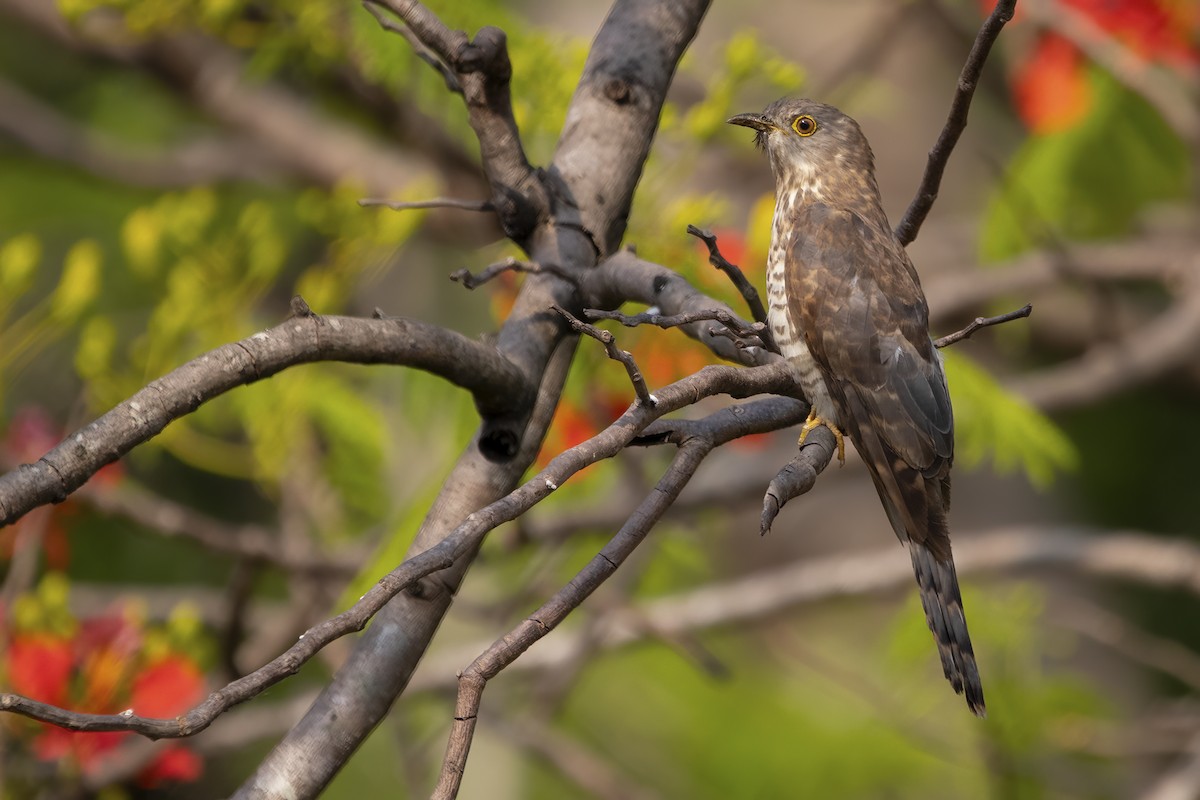 Common Hawk-Cuckoo - Ravi Jesudas