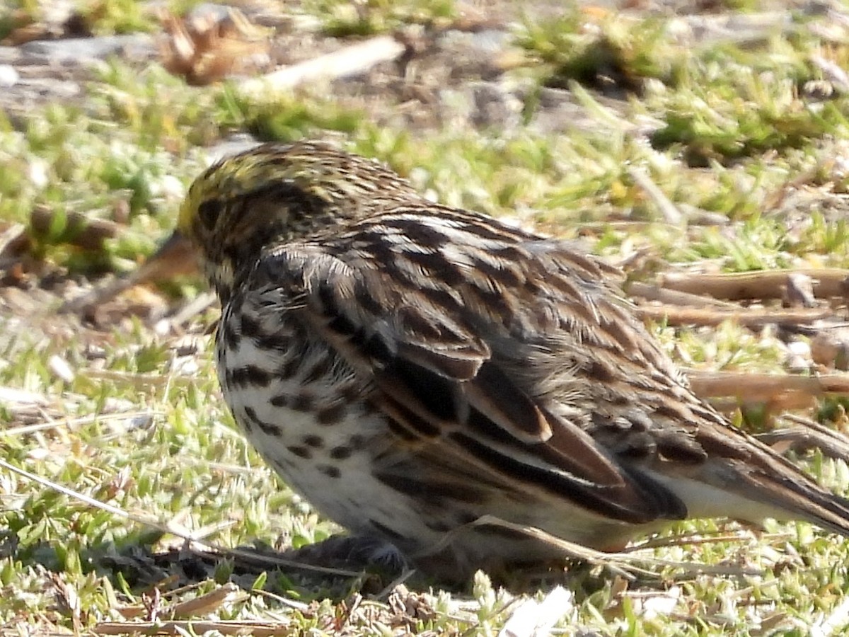 ML561572321 - Savannah Sparrow - Macaulay Library