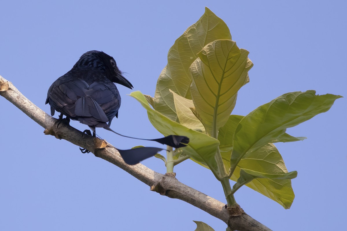 Greater Racket-tailed Drongo - ML561572691