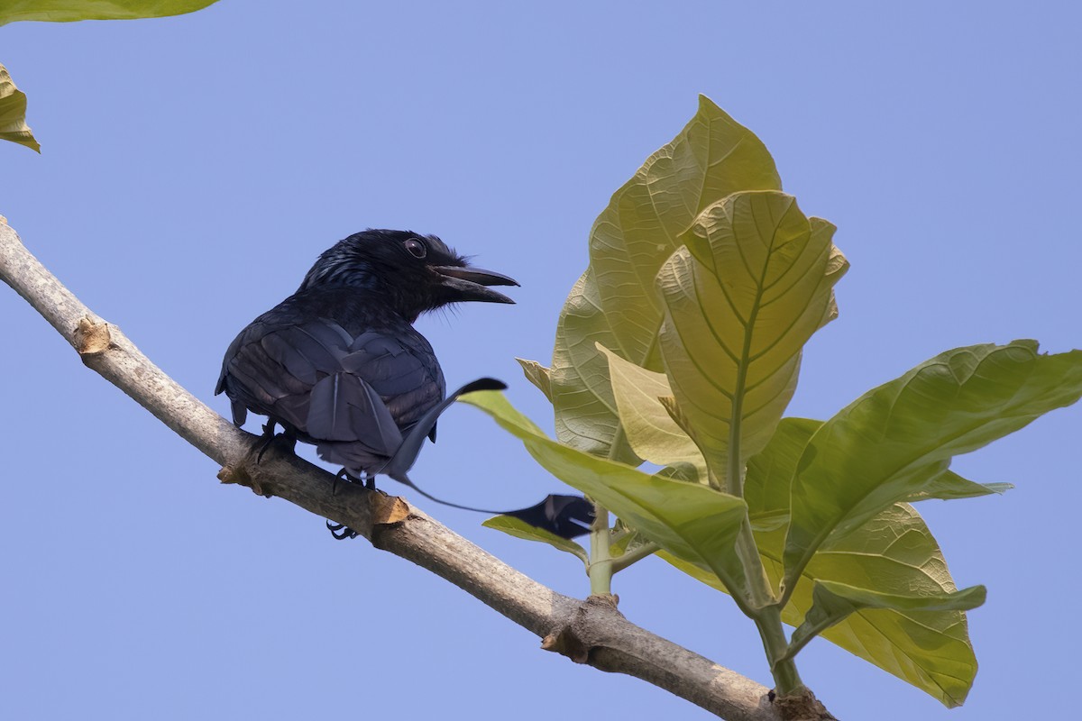 Greater Racket-tailed Drongo - ML561572701