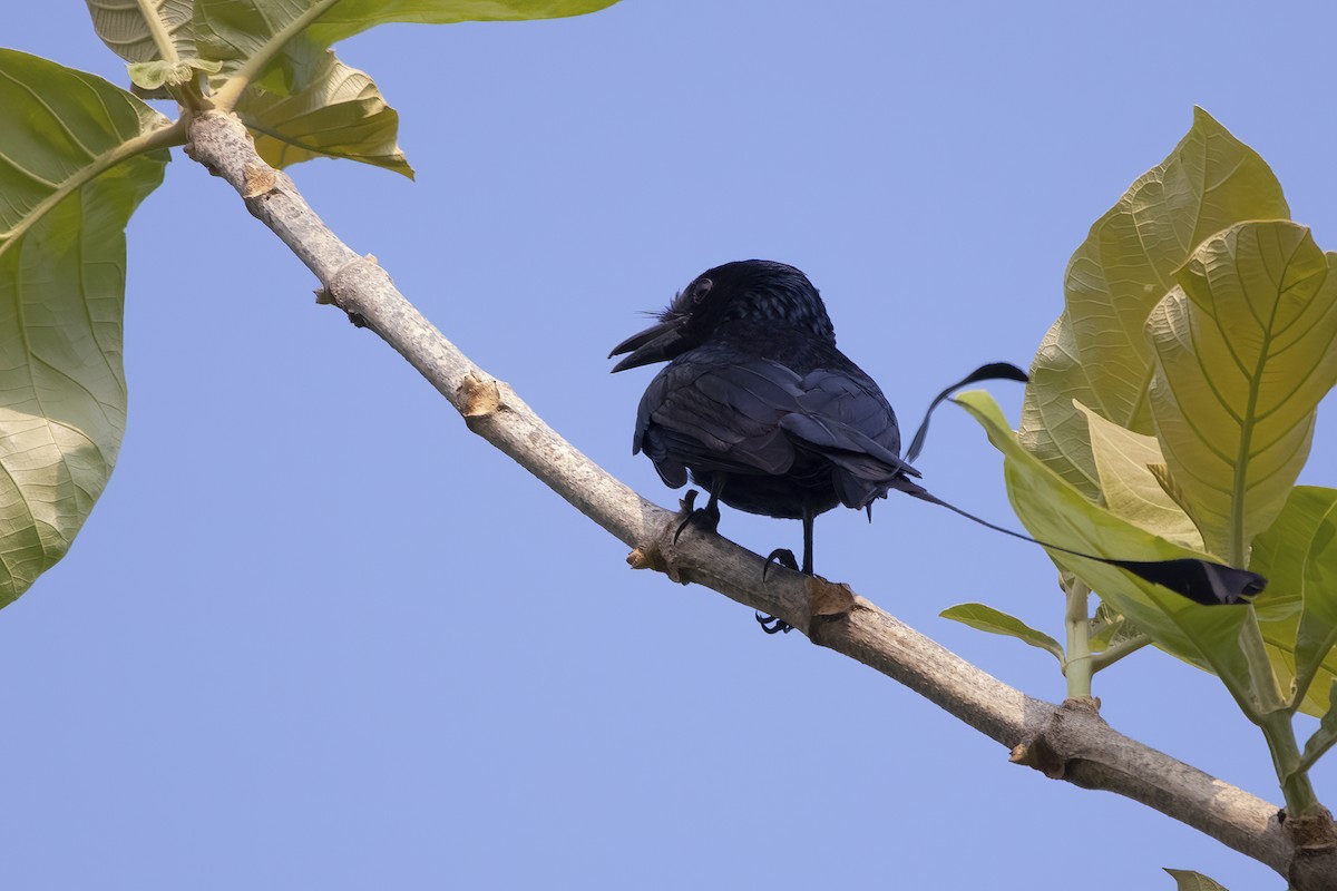Greater Racket-tailed Drongo - ML561572711