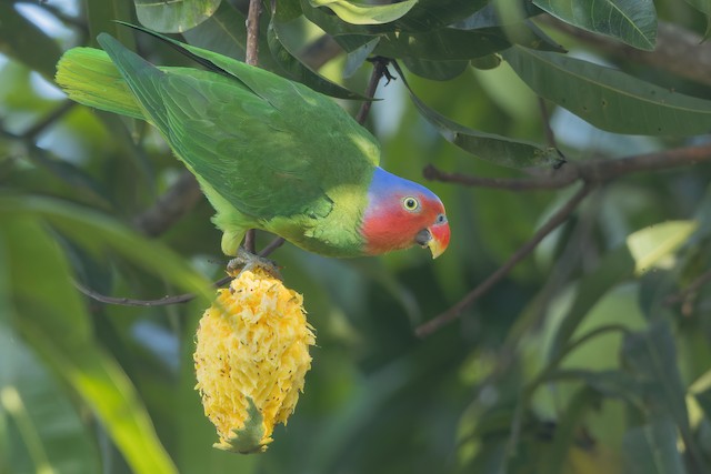 Red store cheeked parakeet