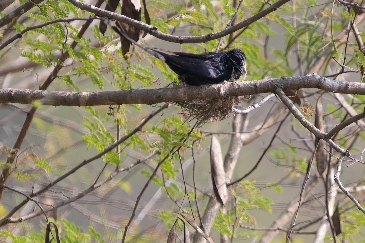 Greater Racket-tailed Drongo - ML561578431