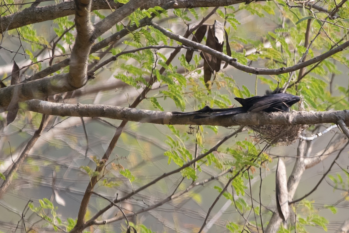 Greater Racket-tailed Drongo - ML561578441