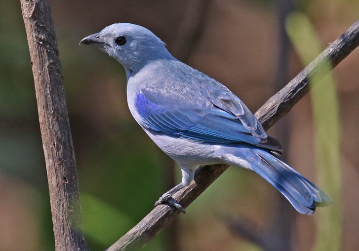 Blue-gray Tanager - ML561578621