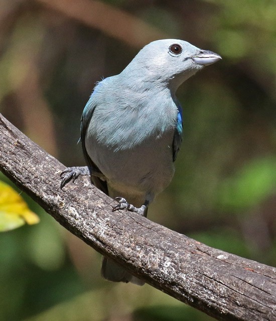 Blue-gray Tanager - ML561578631