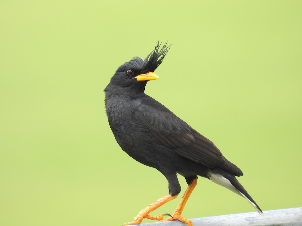 Great Myna - Anonymous