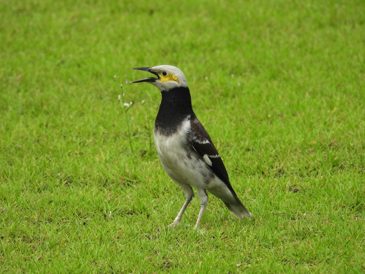 Black-collared Starling - Anonymous