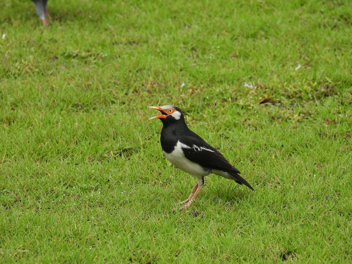 Siamese Pied Starling - Anonymous