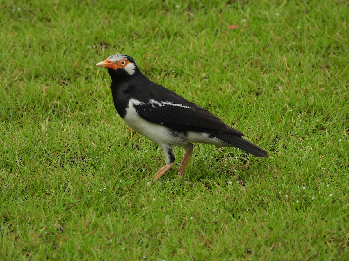 Siamese Pied Starling - Anonymous