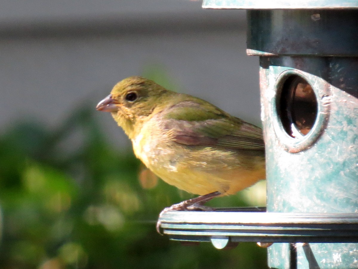 Painted Bunting - ML561587311