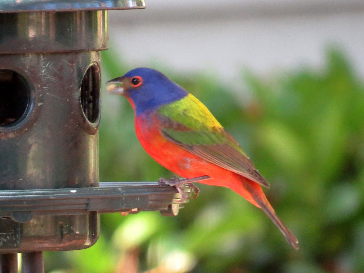 Painted Bunting - ML561587321