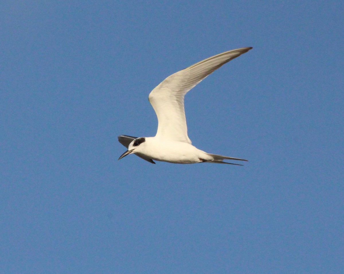 Forster's Tern - Christopher Siddle