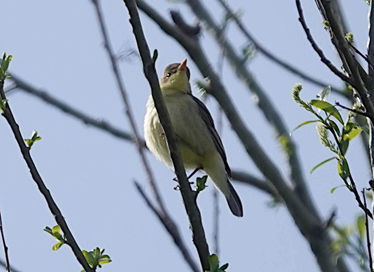 Melodious Warbler - ML561596531