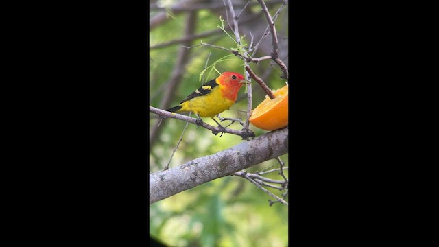 Western Tanager - ML561596901