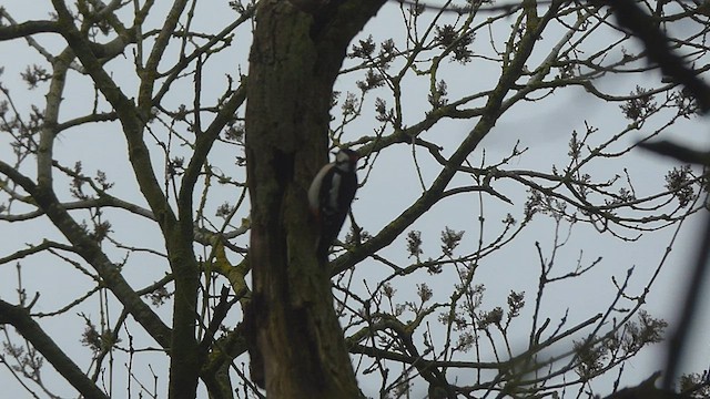 Great Spotted Woodpecker - ML561601481