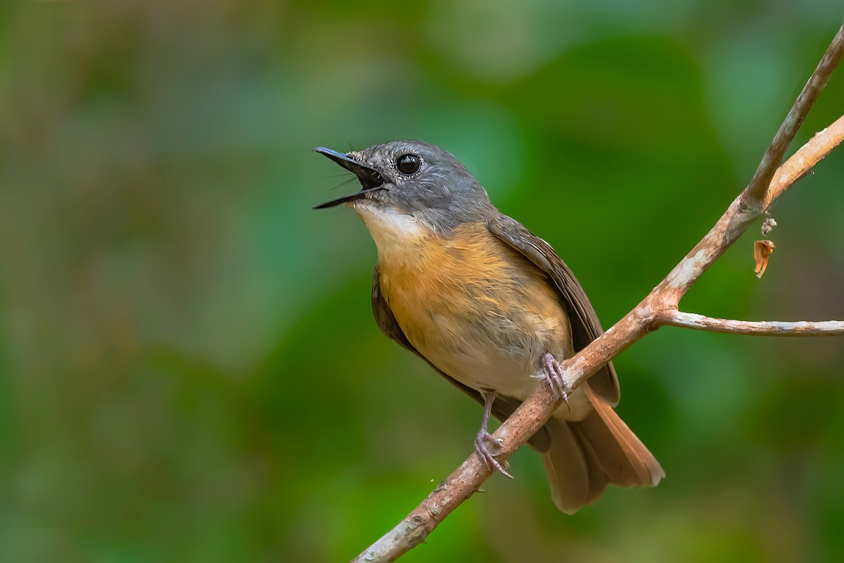 Pale-chinned Flycatcher - ML561603141