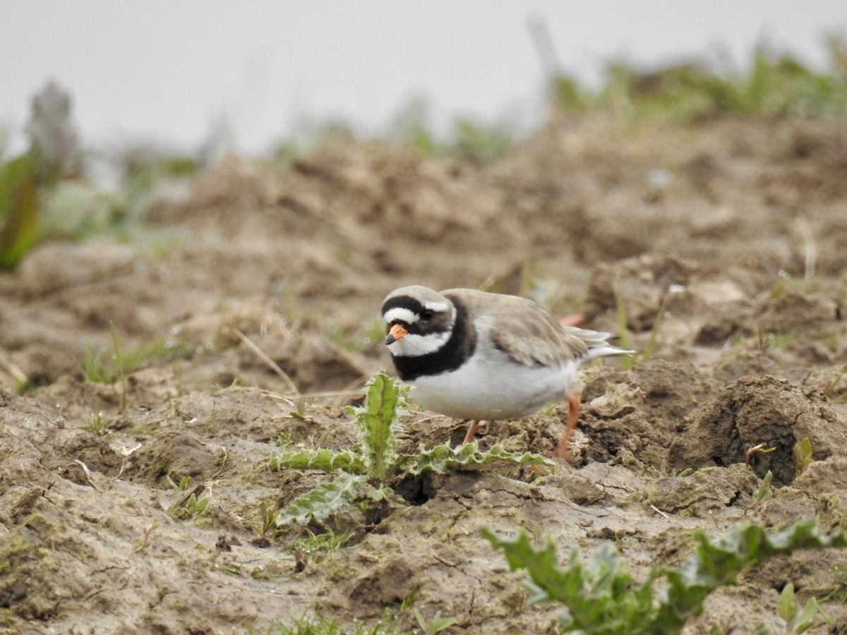Common Ringed Plover - ML561605611