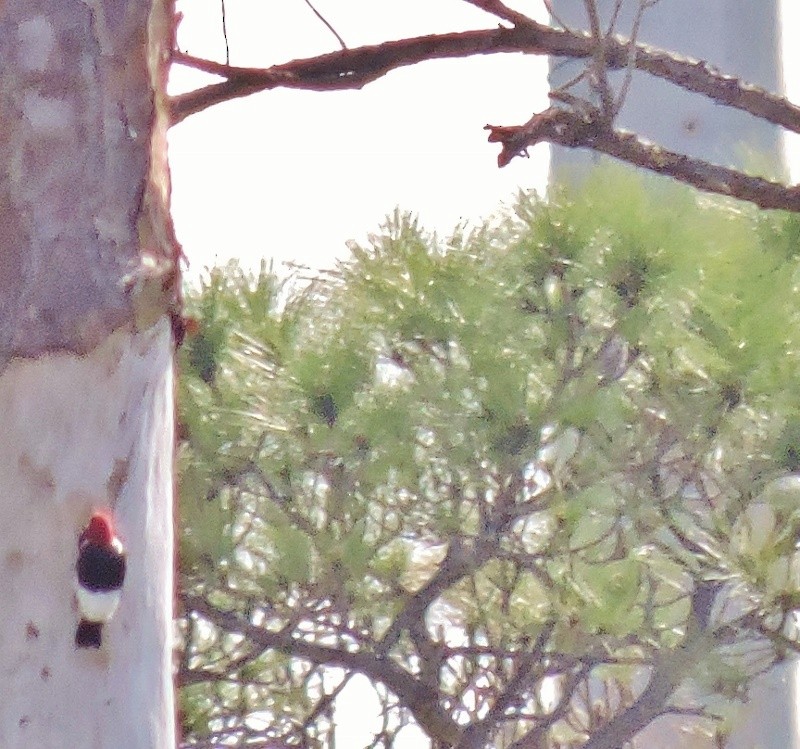 Red-headed Woodpecker - ML56161321