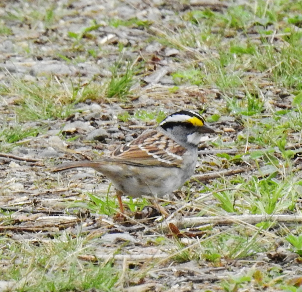 White-throated Sparrow - ML56161331