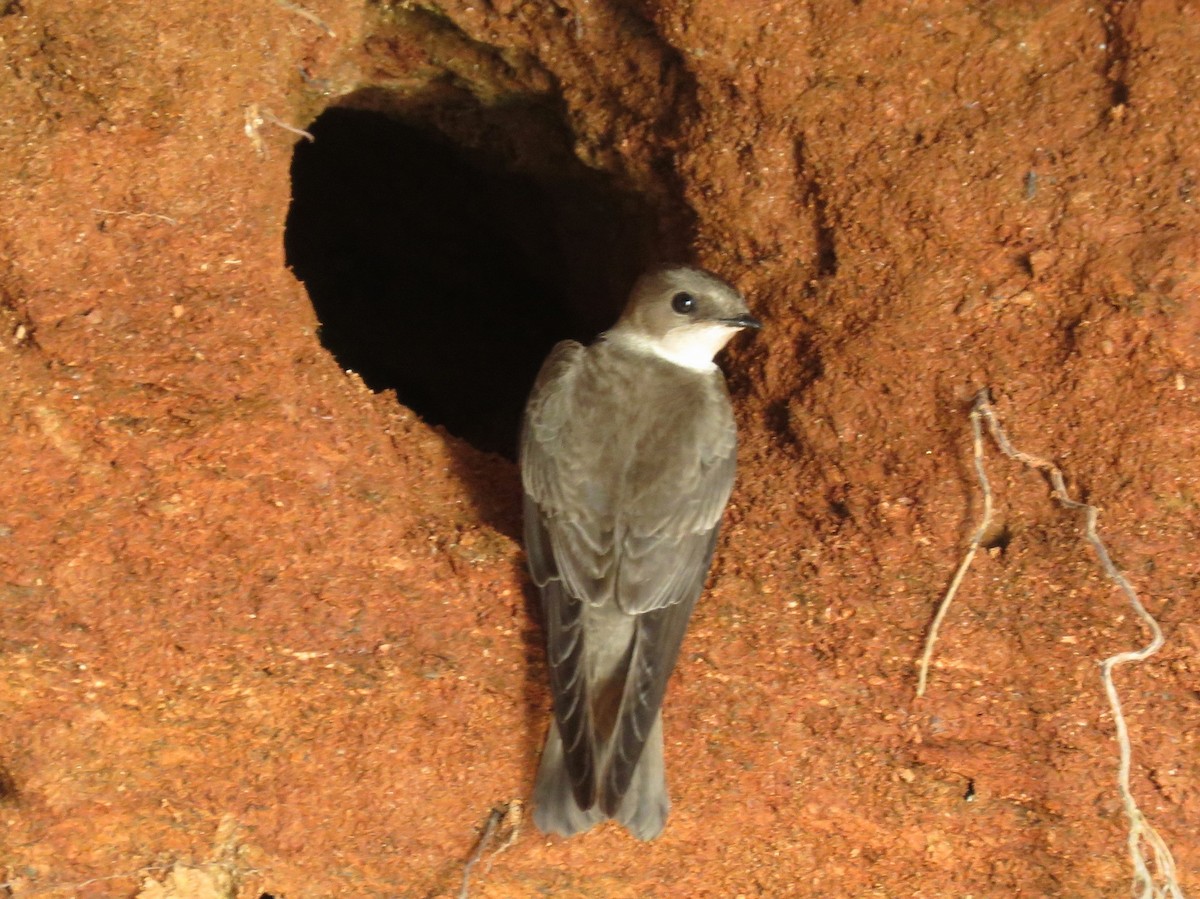 Northern Rough-winged Swallow - ML561613771