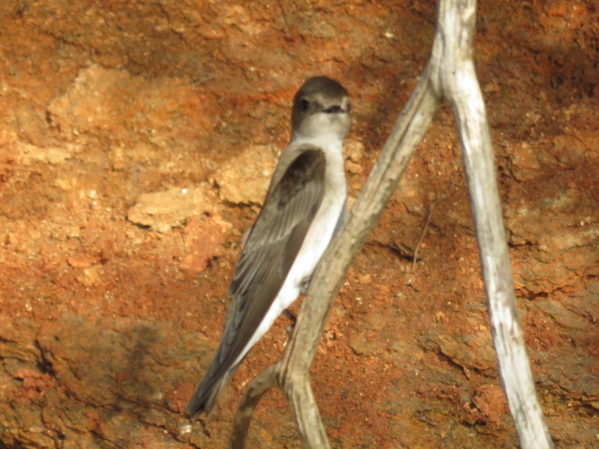 Northern Rough-winged Swallow - ML561613941