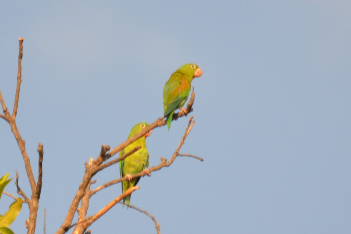 Orange-chinned Parakeet - Carlos Mancera (Tuxtla Birding Club)