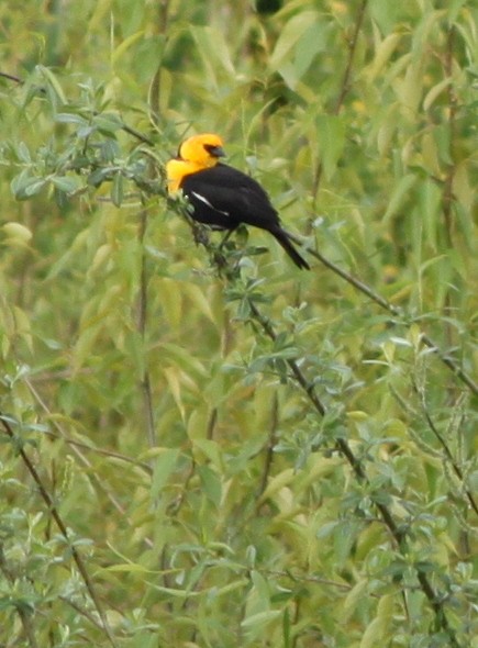 Yellow-headed Blackbird - Kurt Scearce