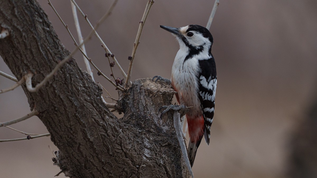 White-backed Woodpecker - ML561617491