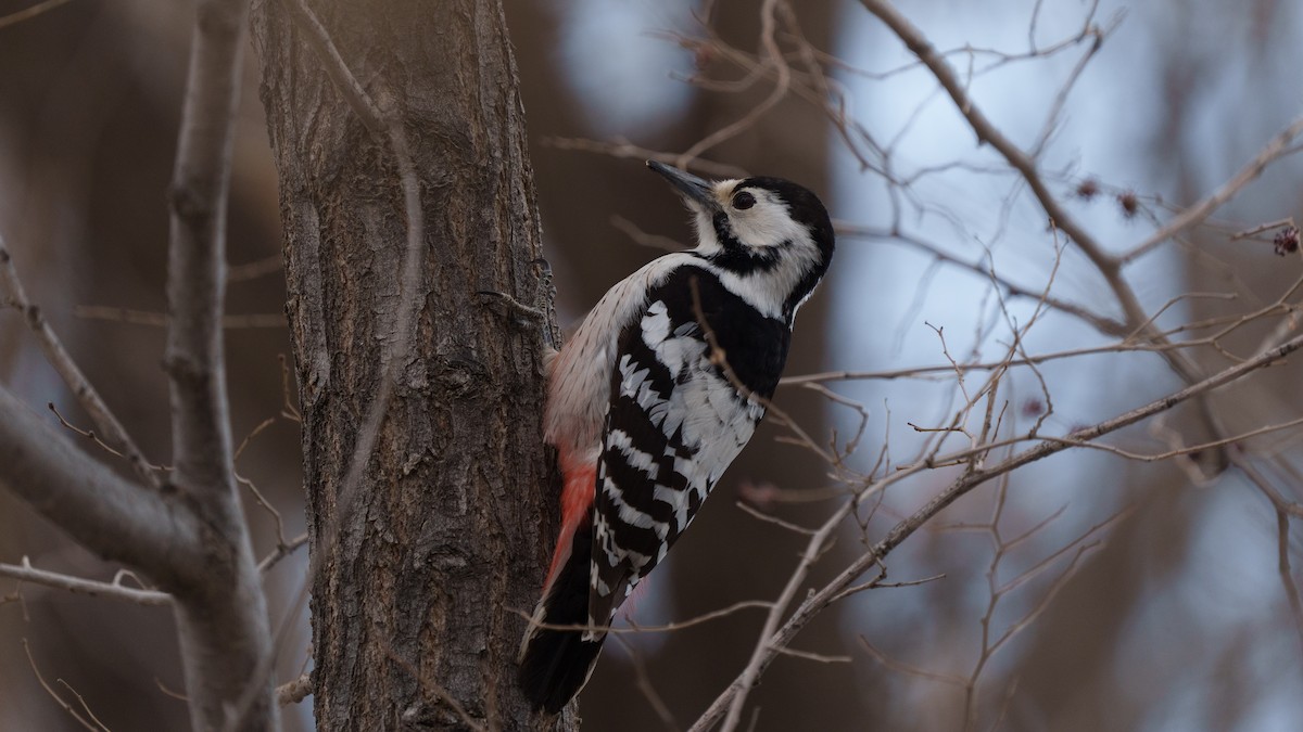 White-backed Woodpecker - ML561617511