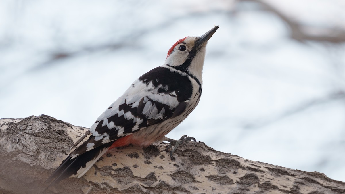 White-backed Woodpecker - ML561617521