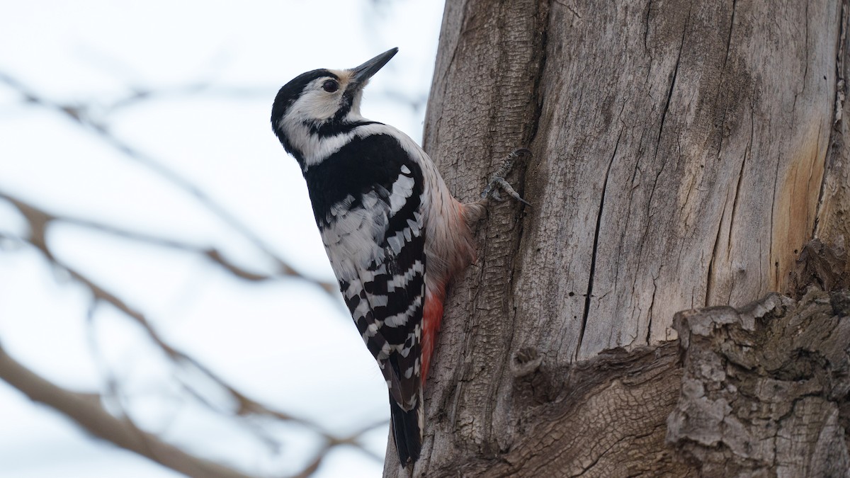 White-backed Woodpecker - Zongzhuang Liu