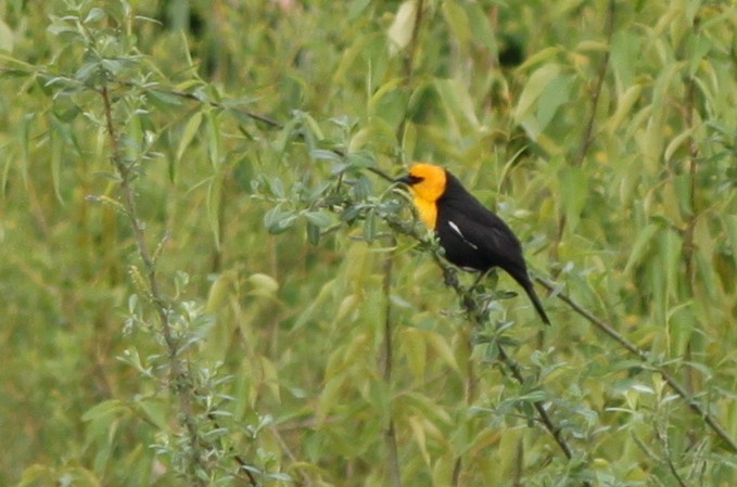Yellow-headed Blackbird - Kurt Scearce