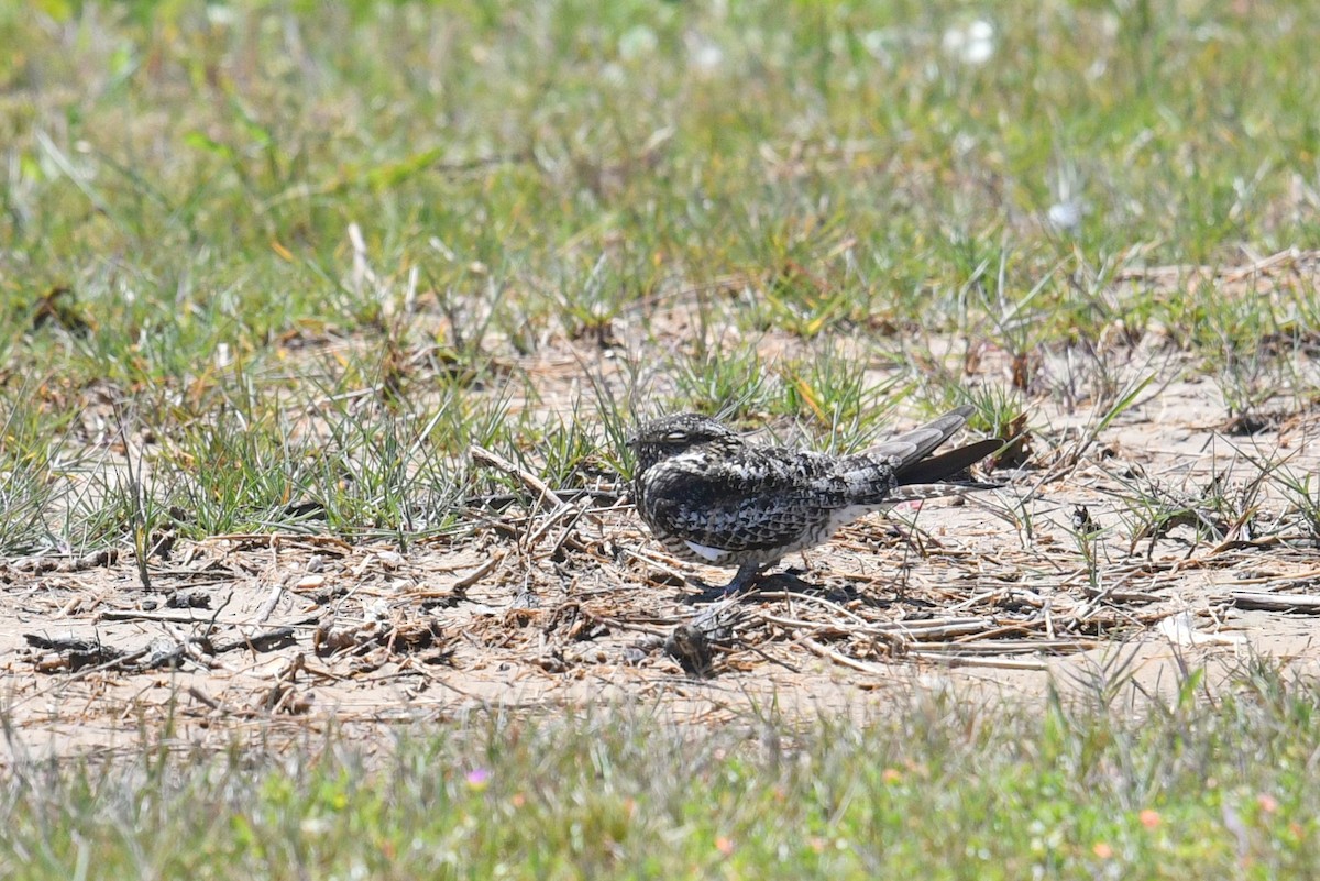 Ebird Checklist Apr Sea Rim Sp Utc Species