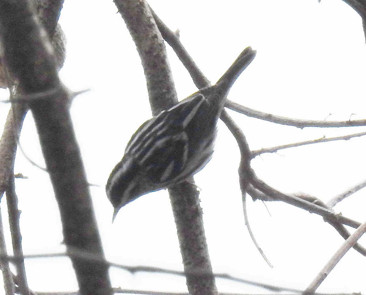 Black-and-white Warbler - ML56162161