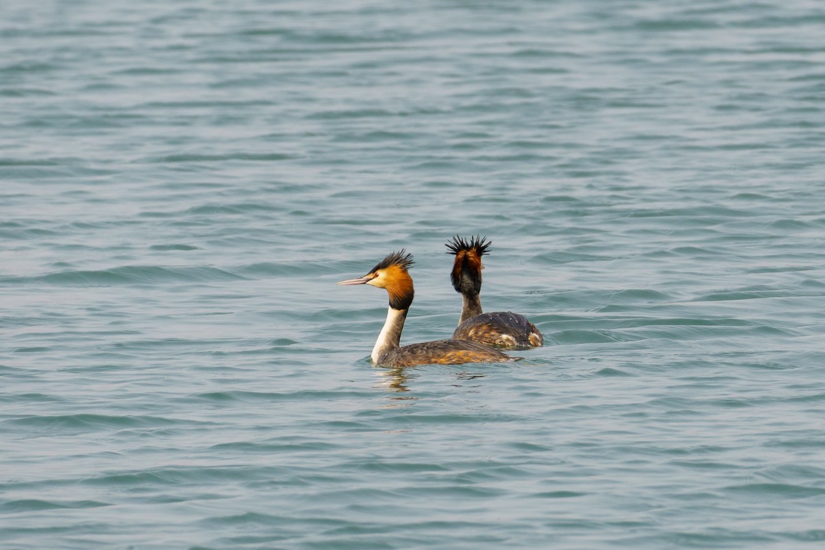 Great Crested Grebe - ML561622411