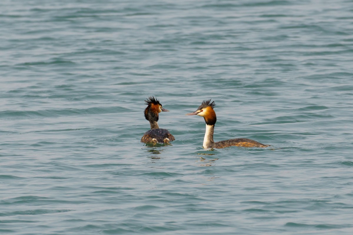 Great Crested Grebe - ML561622421