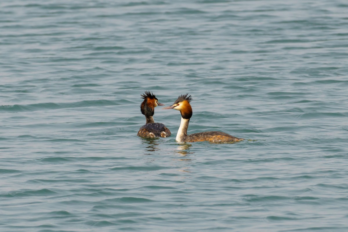 Great Crested Grebe - ML561622441