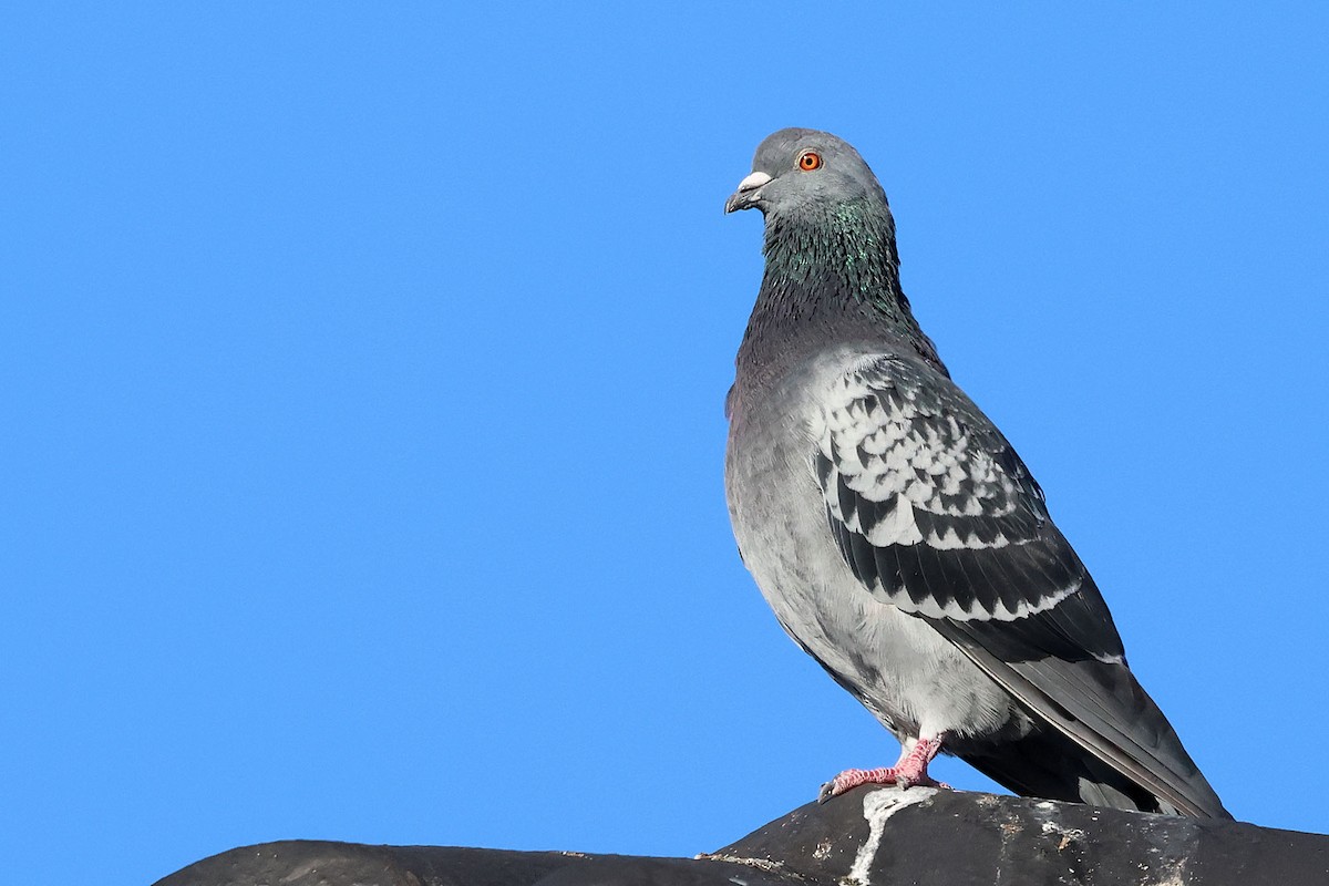 Rock Pigeon (Feral Pigeon) - Trevor Hardaker