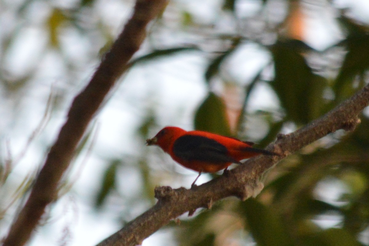 Scarlet Tanager - ML56162391