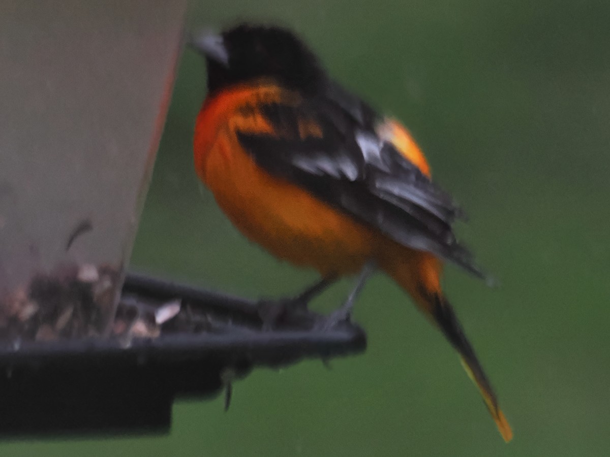 Mass Audubon eBird Checklist 23 Apr 2023 Devon Rd, Lee USMA (42