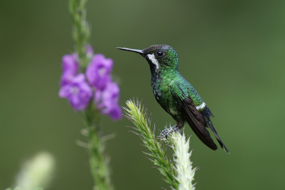 kolibřík trnoocasý - ML561625461