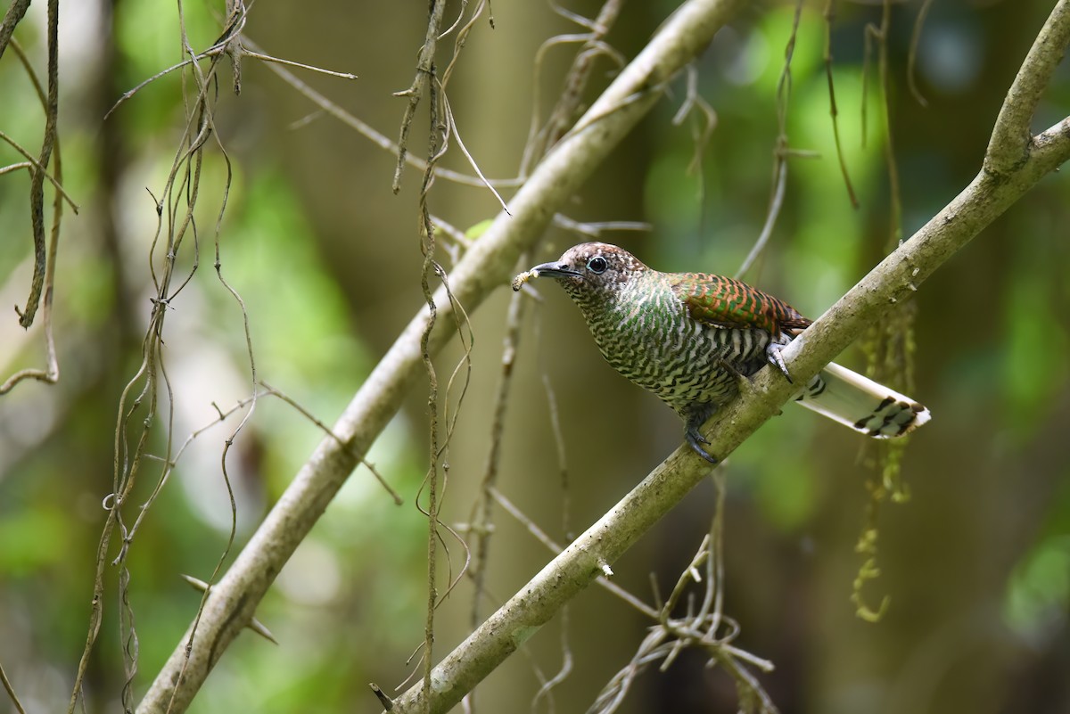 African Emerald Cuckoo - Regard Van Dyk