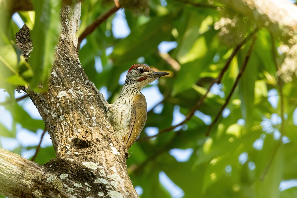 Mombasa Woodpecker - ML561626411